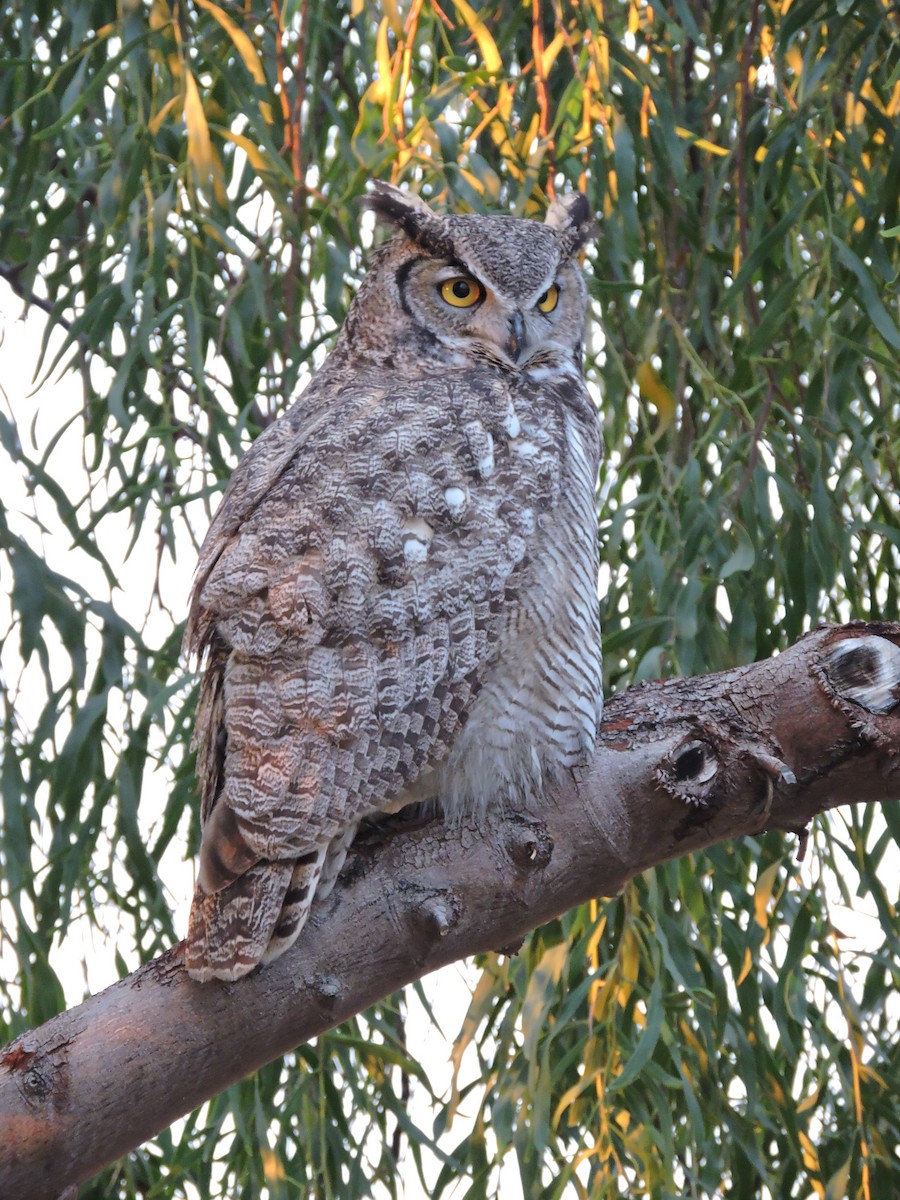 Great Horned Owl - ML87272401