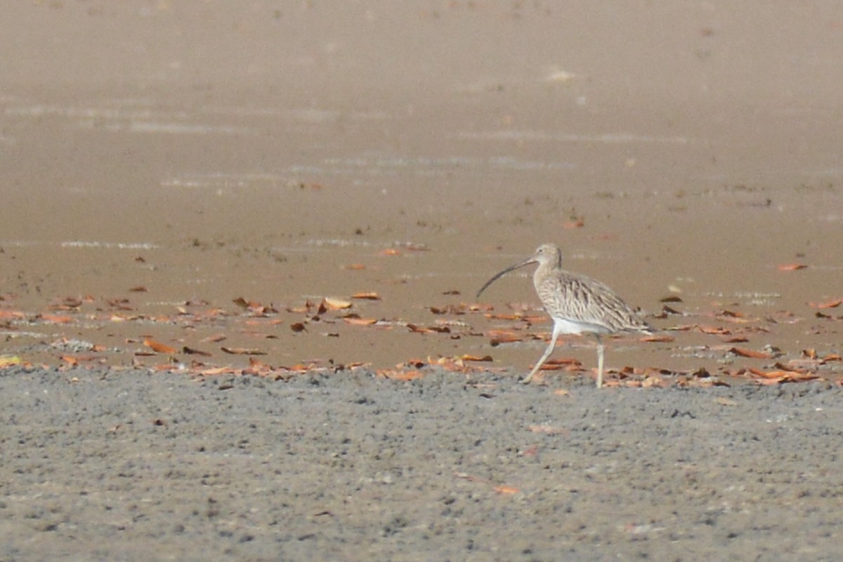 Eurasian Curlew - Marie O'Neill