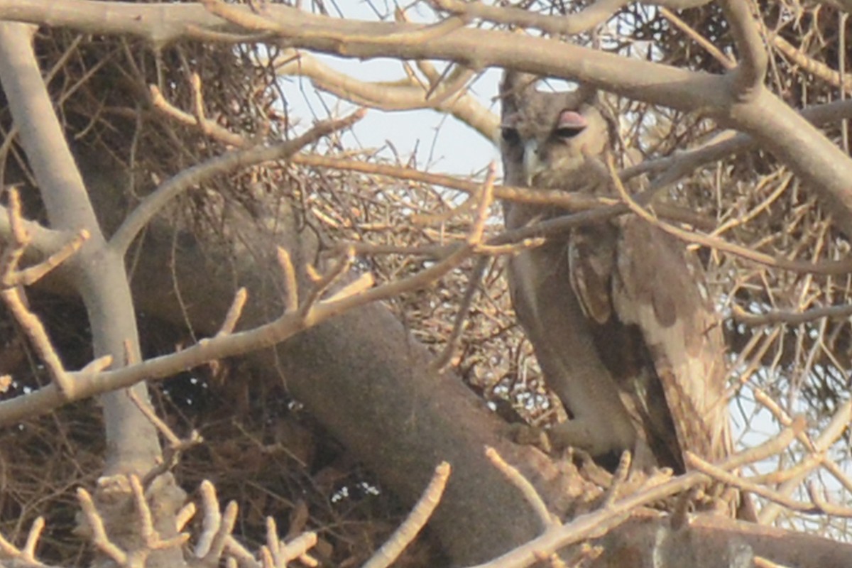 Verreaux's Eagle-Owl - ML87273401