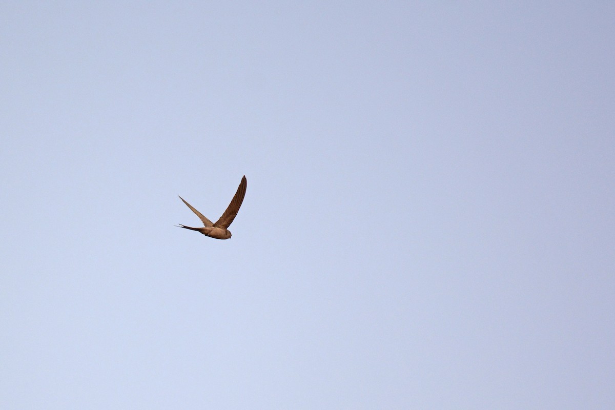 African Palm Swift - ML87273501