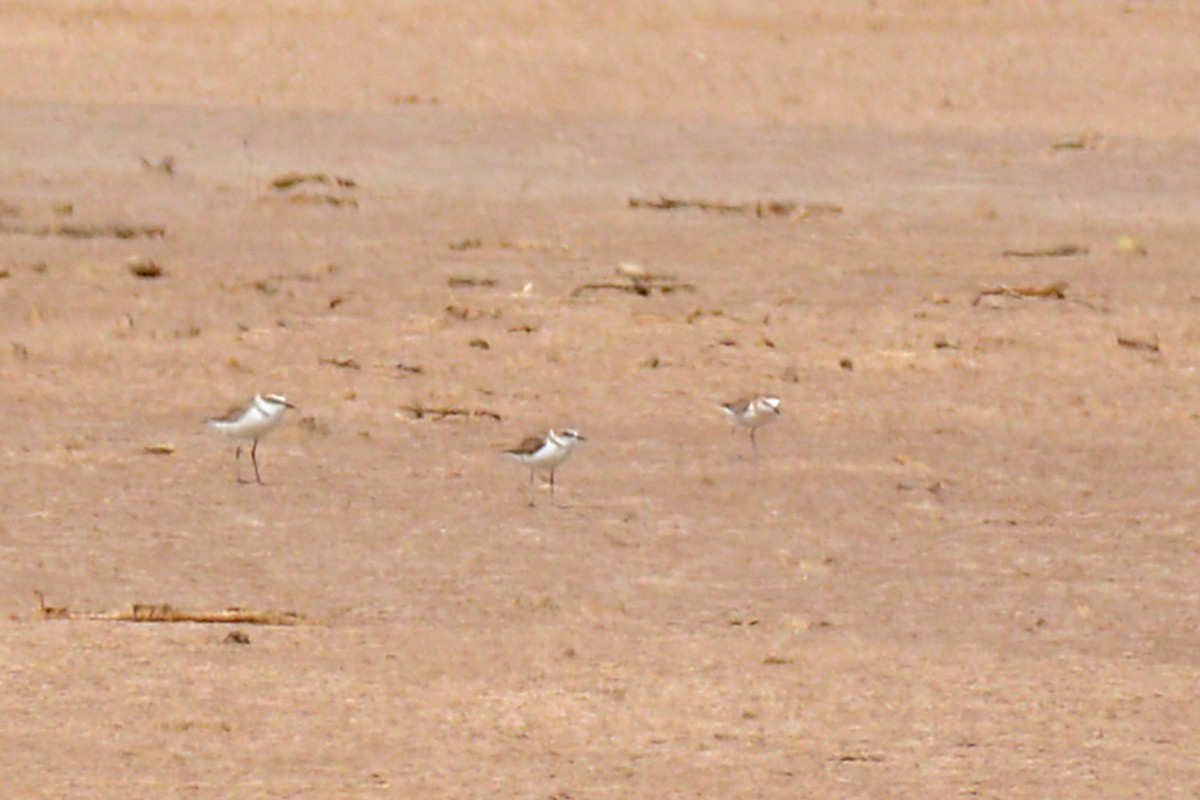 Kentish Plover - ML87273761