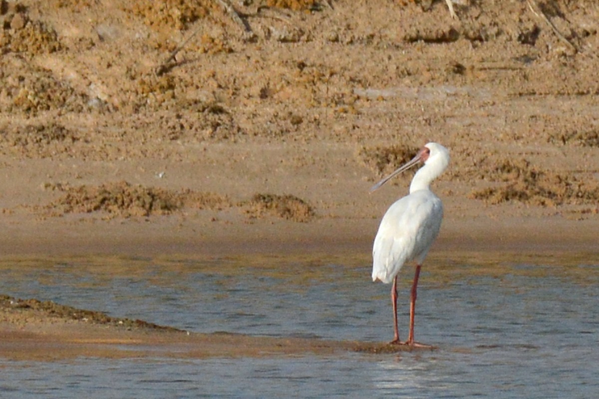 African Spoonbill - Marie O'Neill