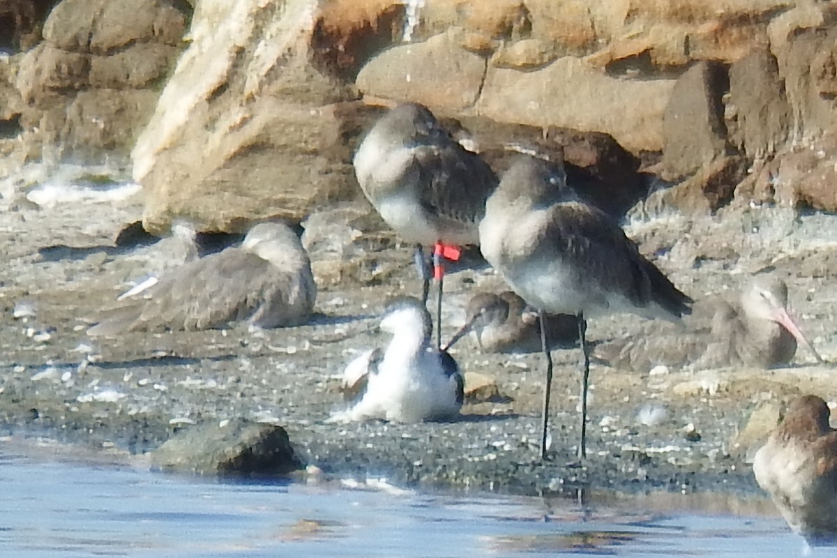 Black-tailed Godwit - ML87273931