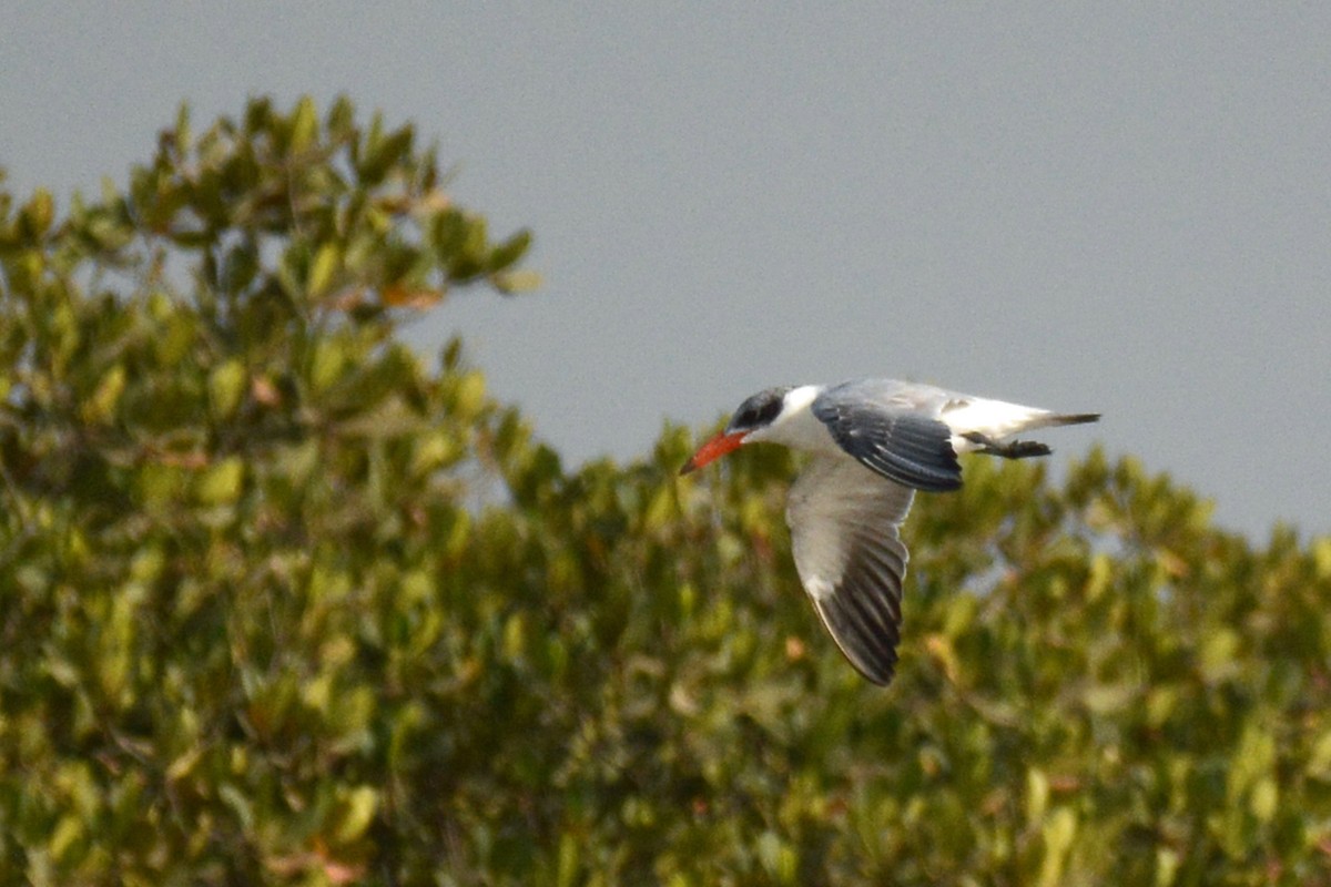 Caspian Tern - ML87274031