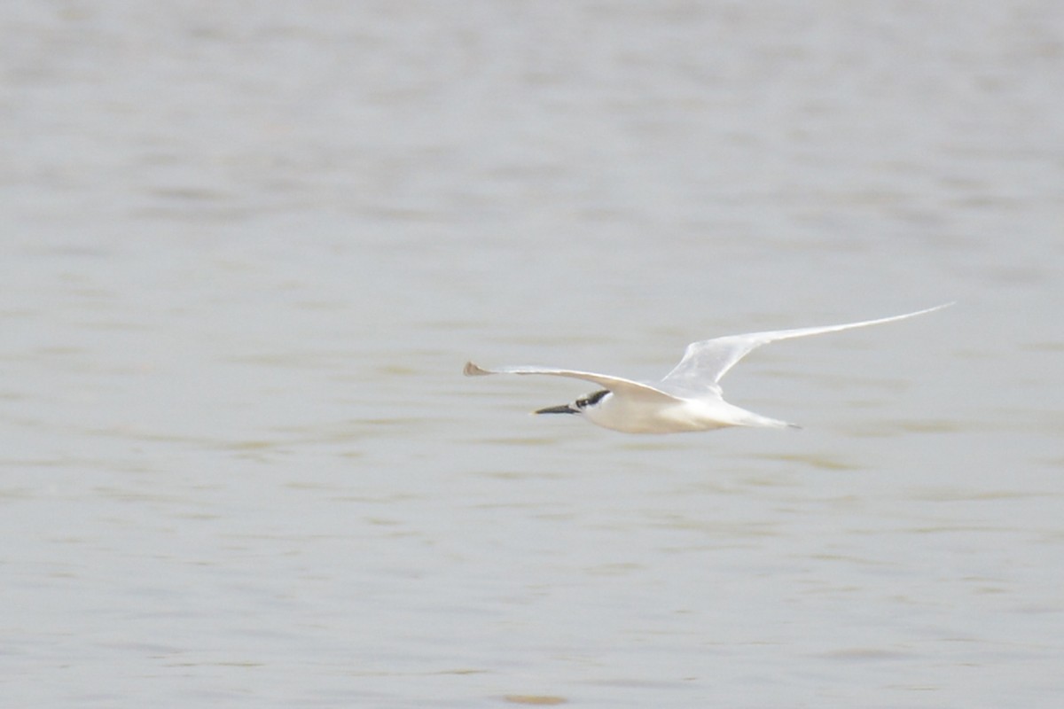Sandwich Tern - ML87274101