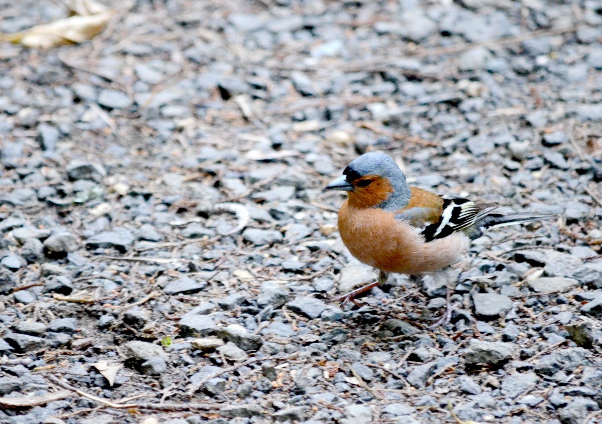 Common Chaffinch - ML87276401