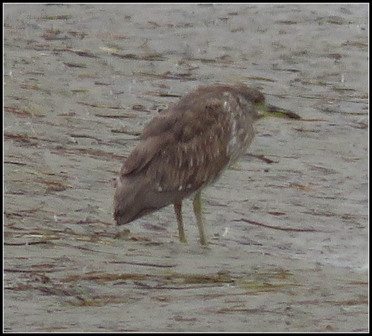 Black-crowned Night Heron - ML87277441