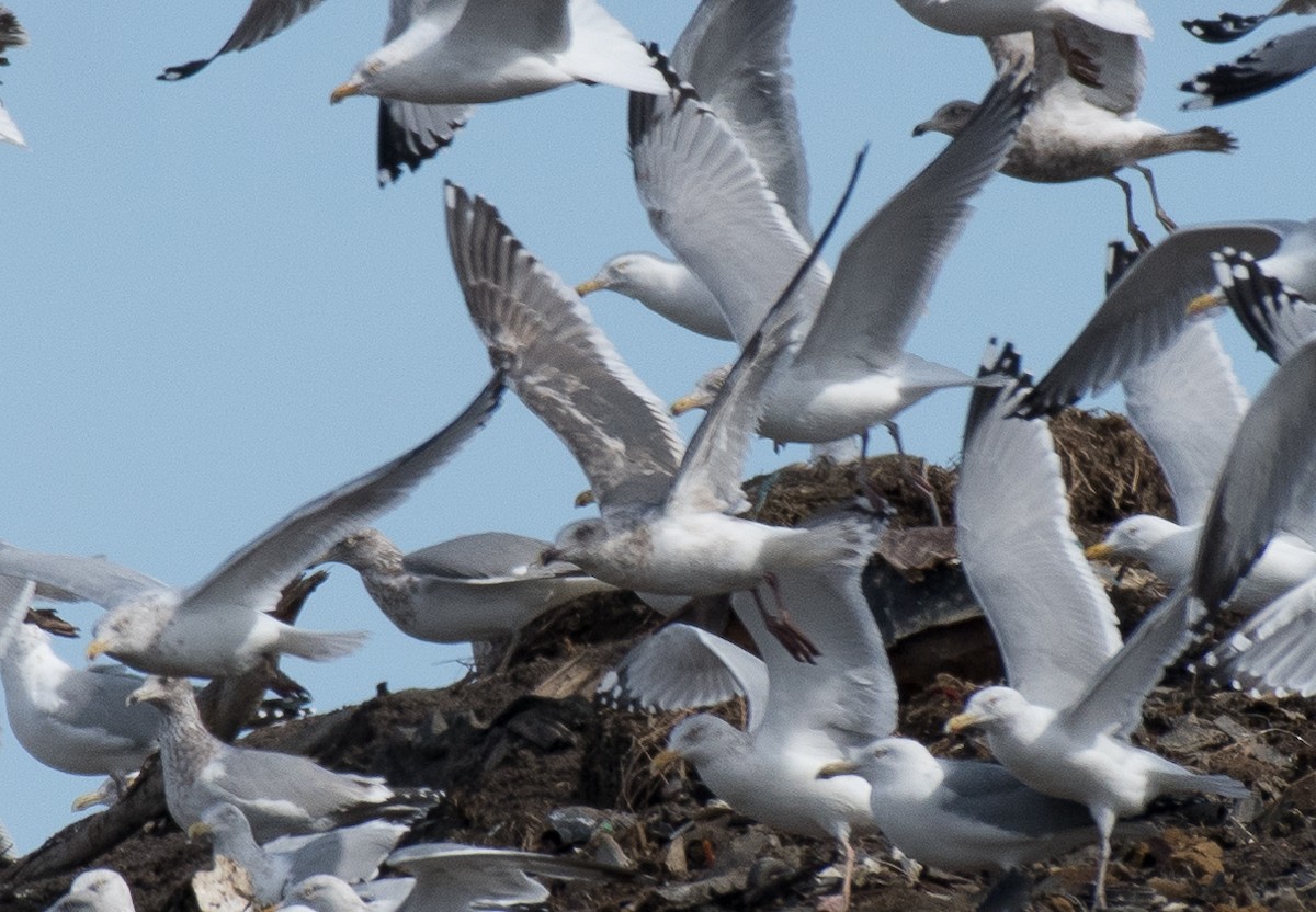 Gaviota de Kamchatka - ML87277821