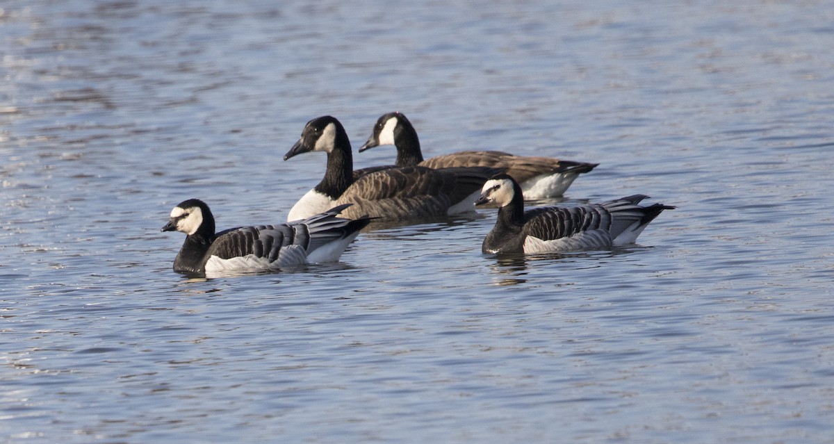 Barnacle Goose - ML87278001