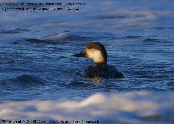 Black Scoter - ML87278691