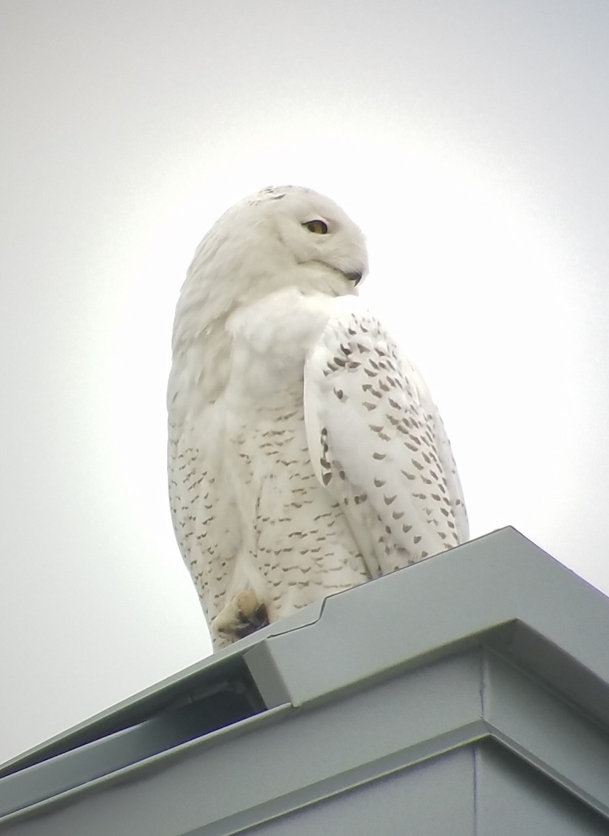 Snowy Owl - ML87279361