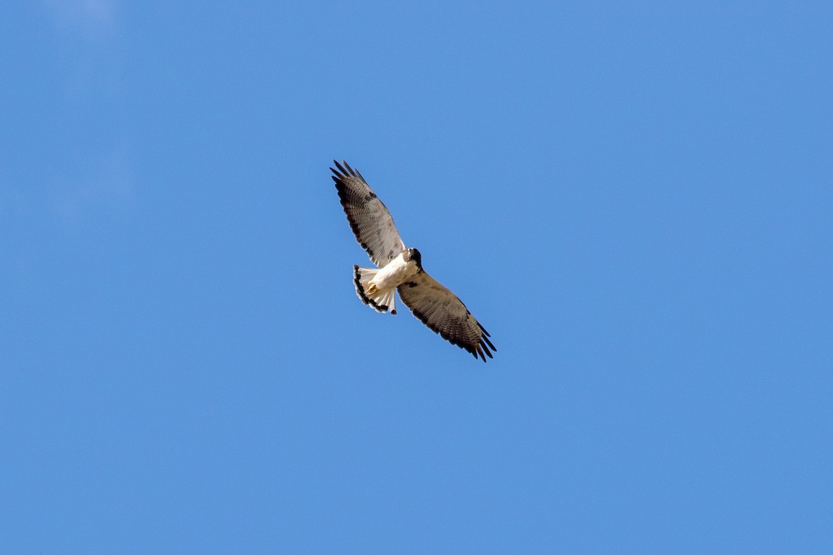 White-tailed Hawk - Kris Perlberg