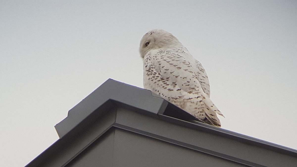 Snowy Owl - ML87280061