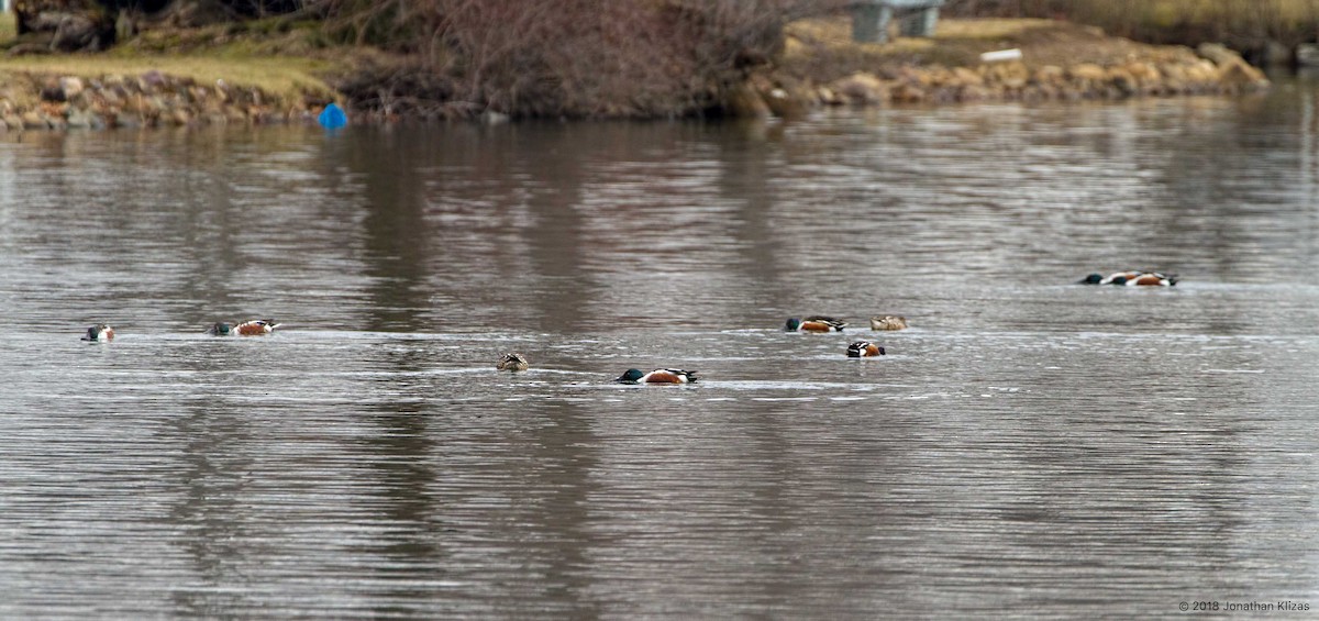 Northern Shoveler - ML87280931