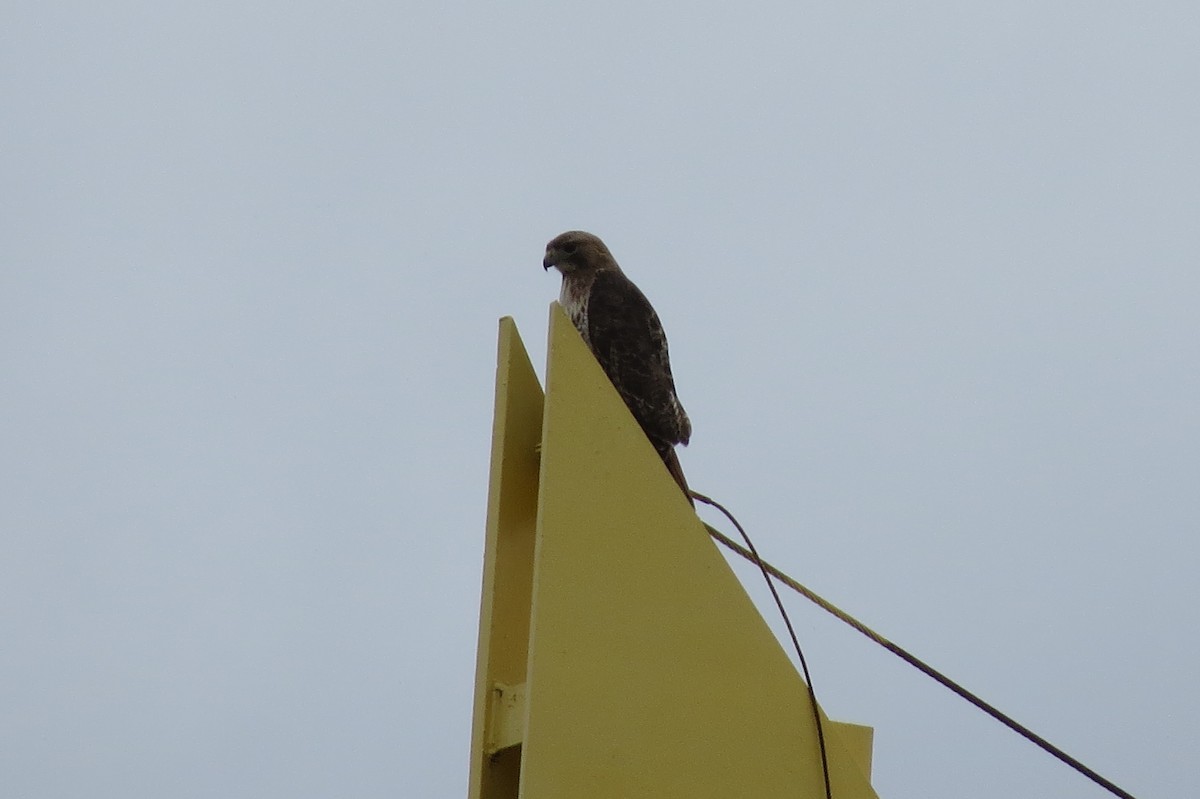 Red-tailed Hawk - ML87281451