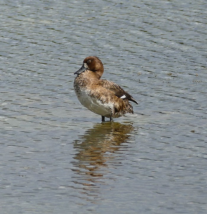 Greater Scaup - Karen  Hamblett