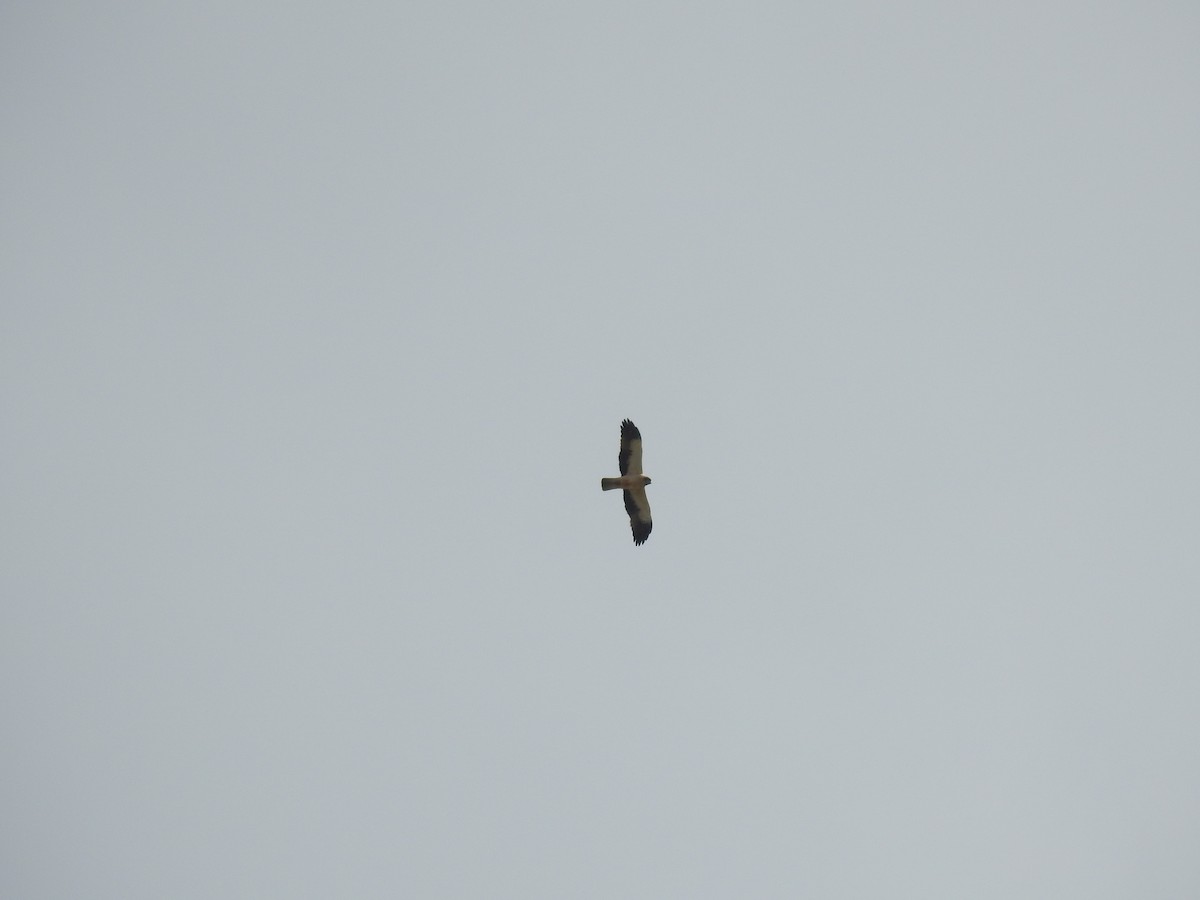 Booted Eagle - ML87283151