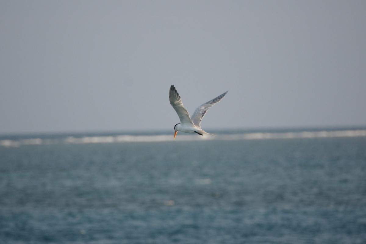 Least Tern - ML87285661