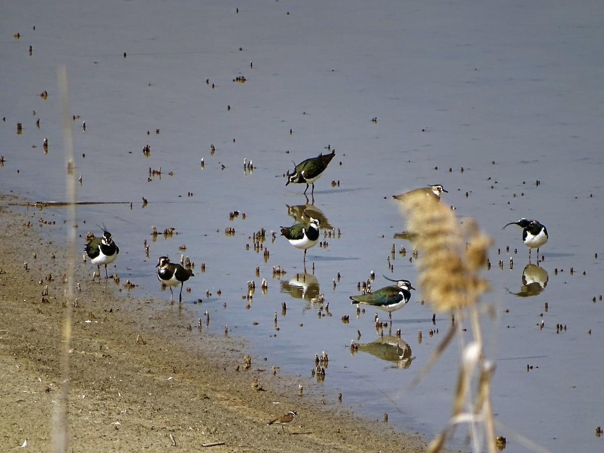 Northern Lapwing - Antonio Jesús Sepúlveda