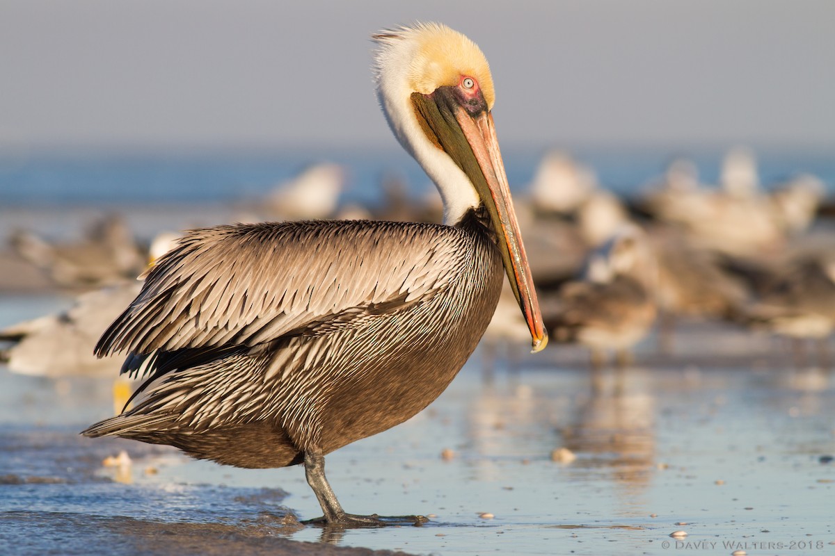 Brown Pelican (Atlantic) - Davey Walters