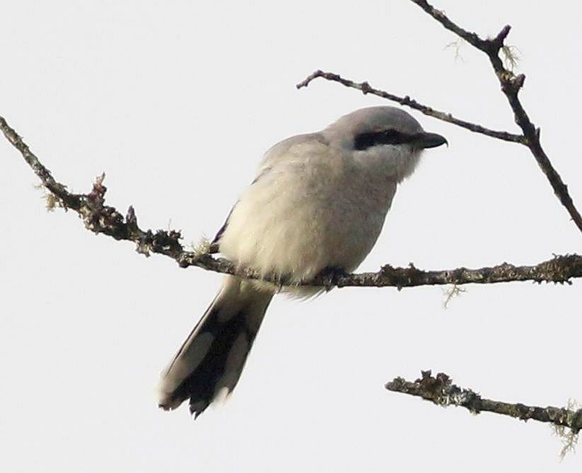 Northern Shrike - ML87287271