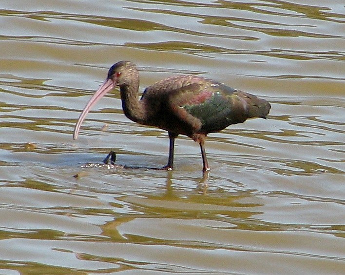 White-faced Ibis - ML87287831