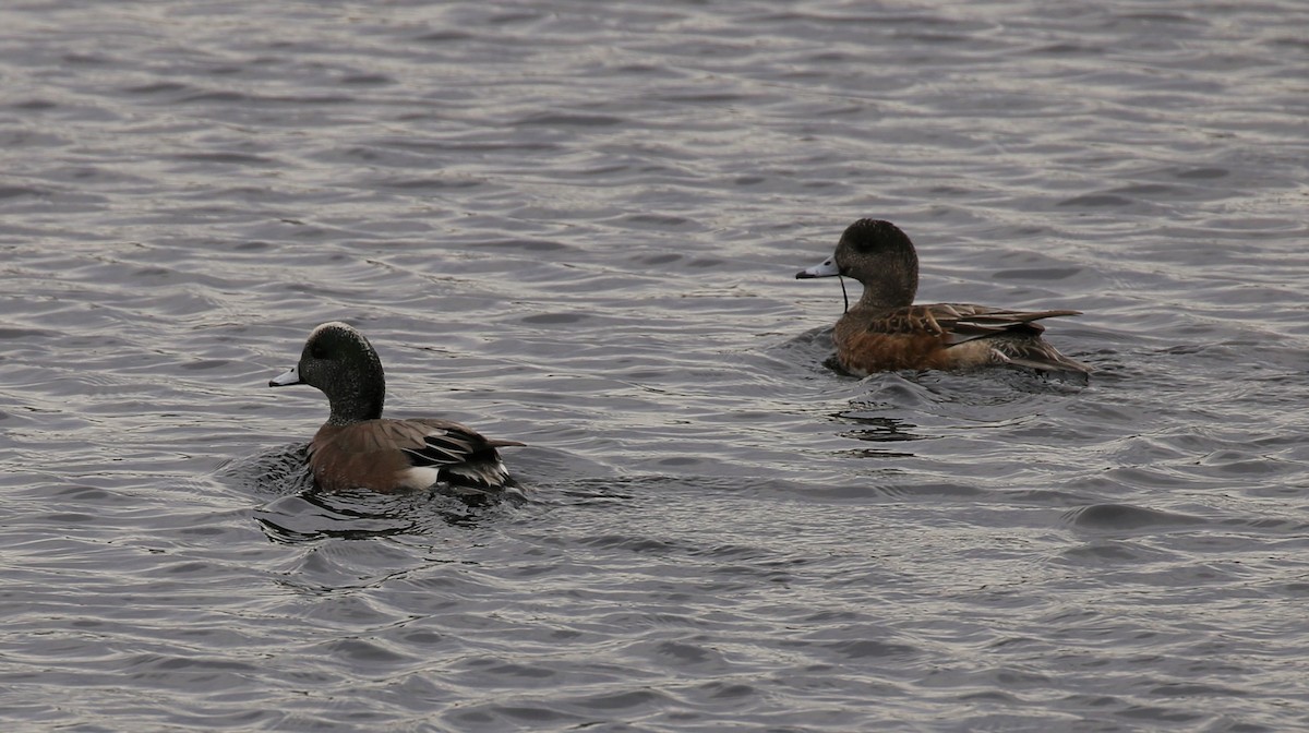 American Wigeon - K L