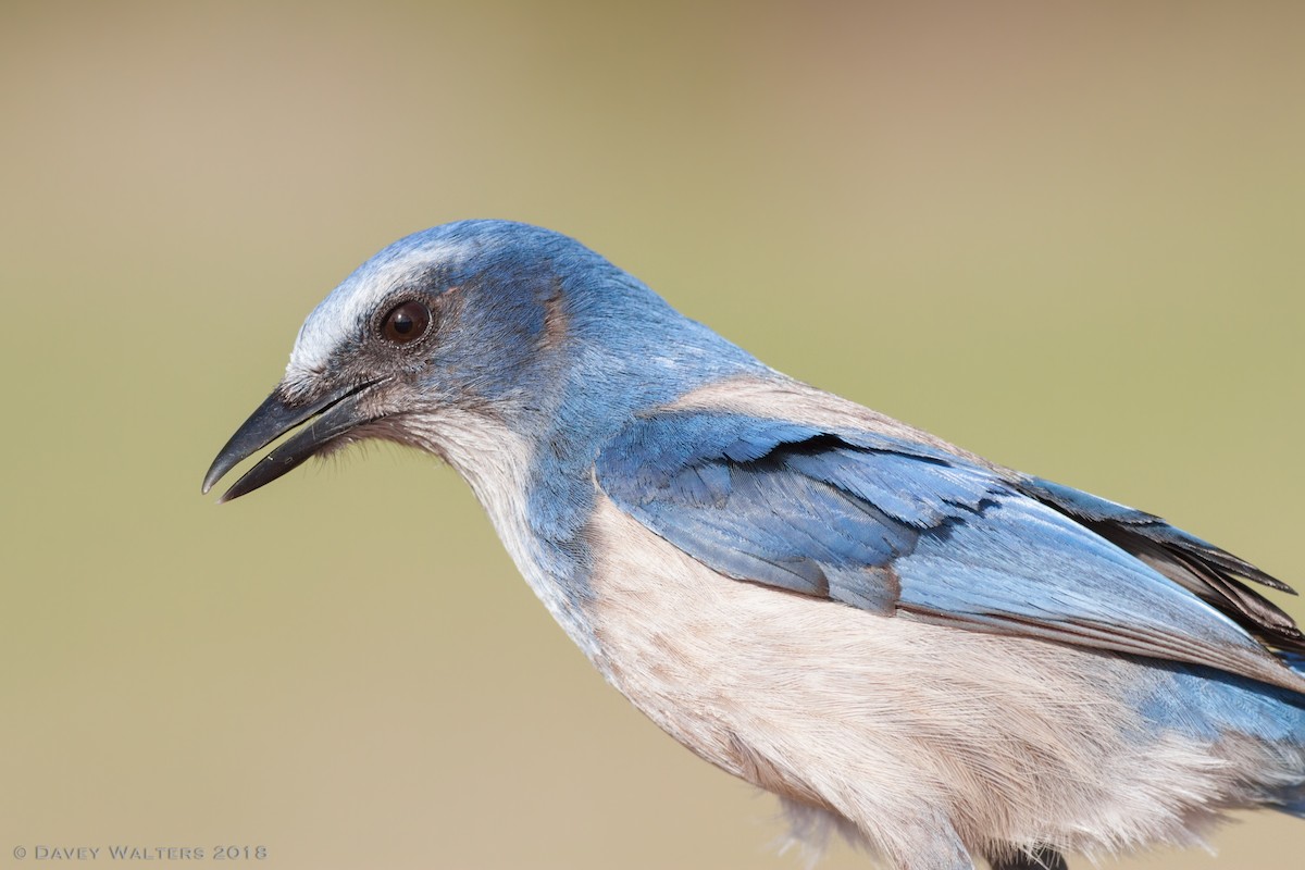 Florida Scrub-Jay - ML87288731