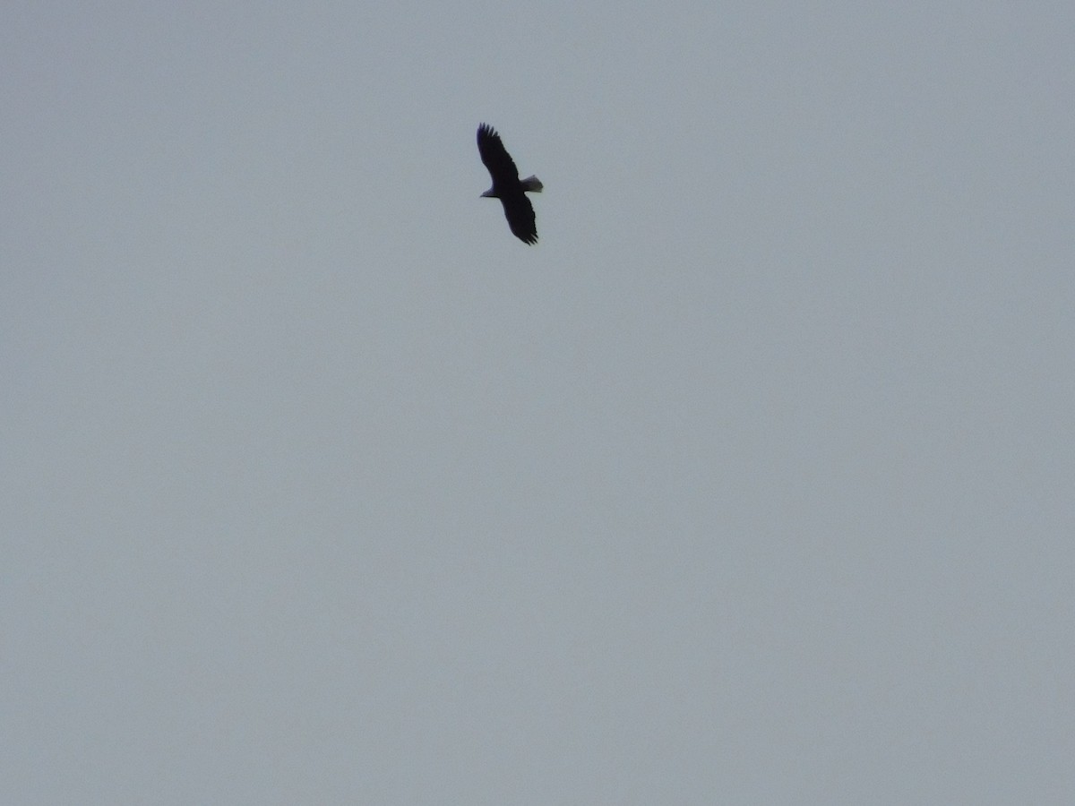 Bald Eagle - ML87289531