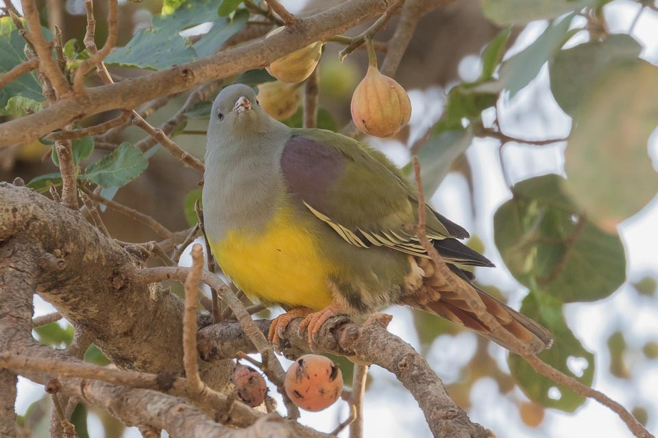 Bruce's Green-Pigeon - James Kennerley