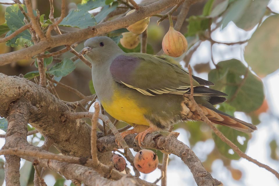 Bruce's Green-Pigeon - ML87289621