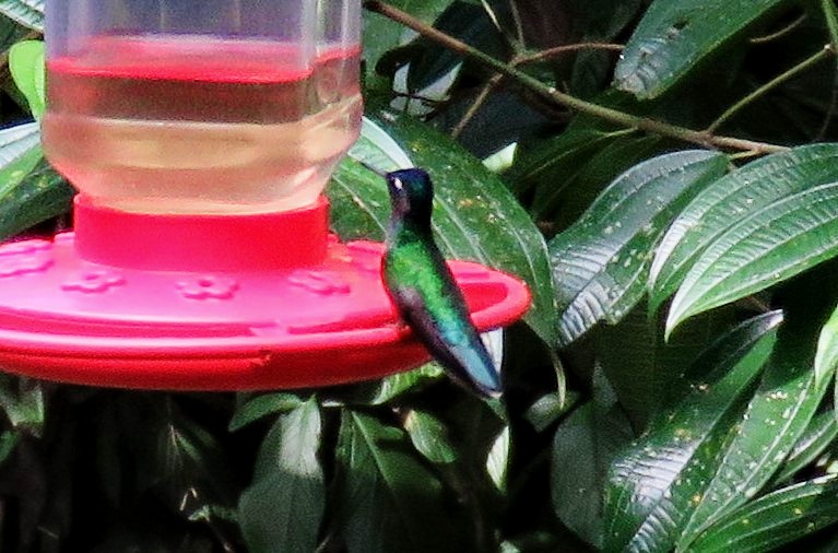 Violet-headed Hummingbird - Jana Lagan