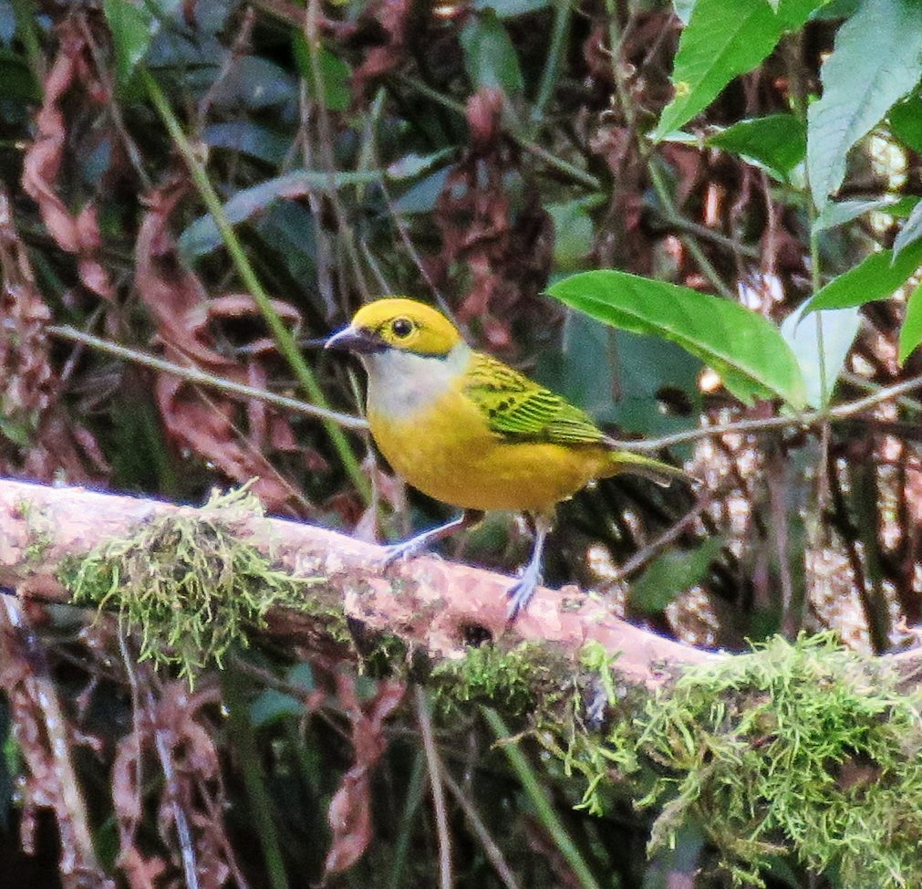 Silver-throated Tanager - ML87290491