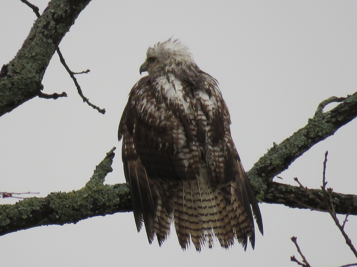 Red-tailed Hawk (Krider's) - ML87291831