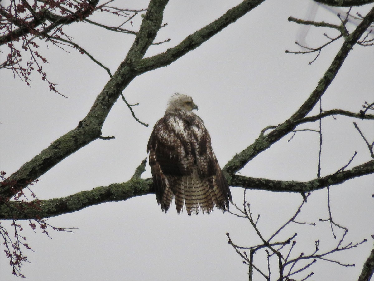 Red-tailed Hawk (Krider's) - David Blevins