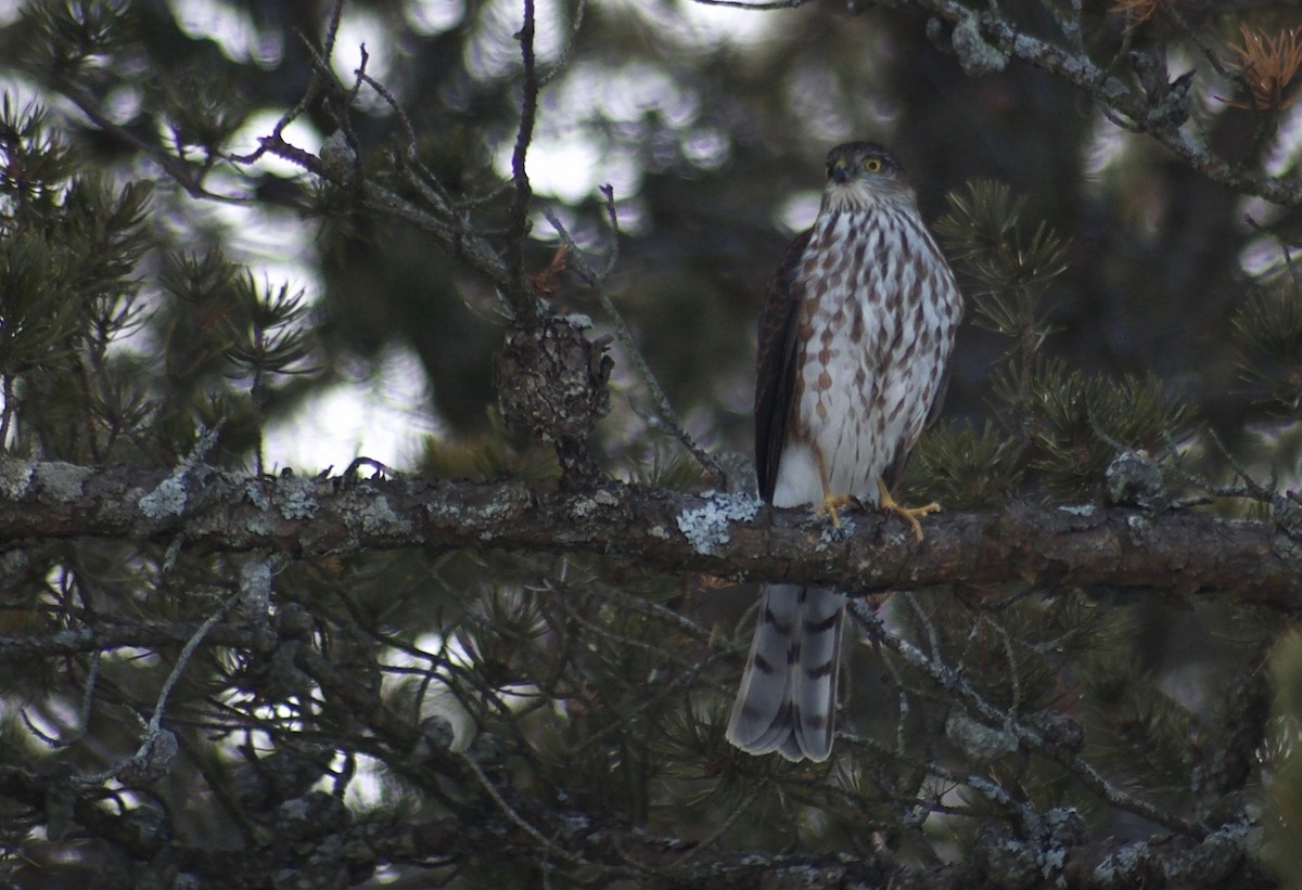 Sharp-shinned Hawk - Liam Ragan