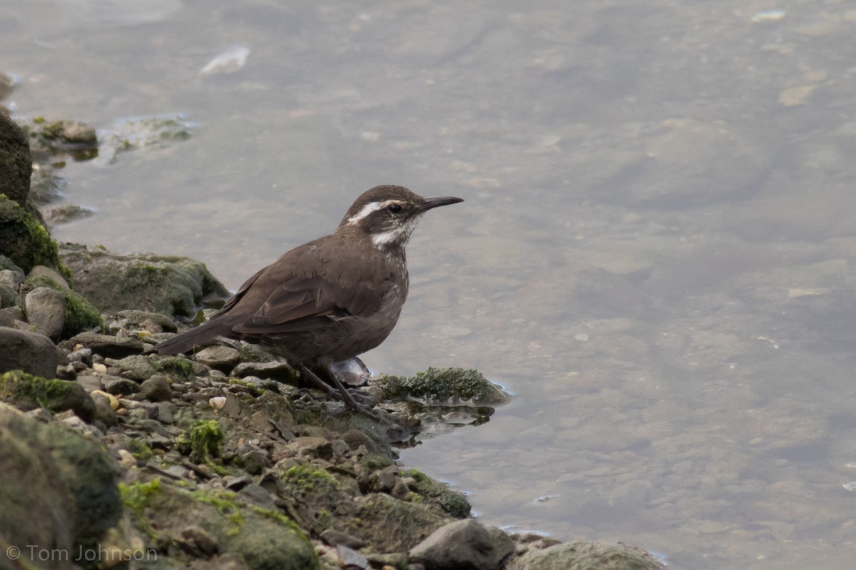 Dark-bellied Cinclodes - ML87292441