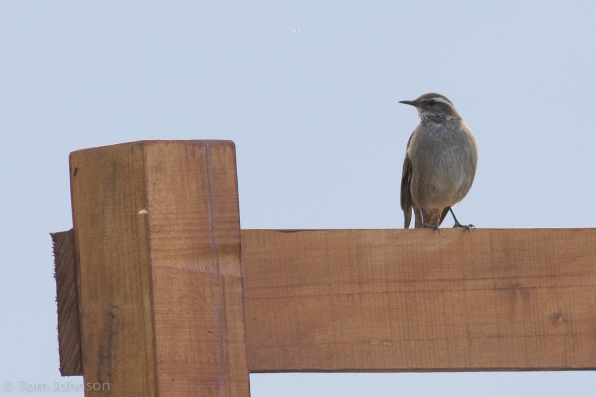 Buff-winged Cinclodes - ML87292551