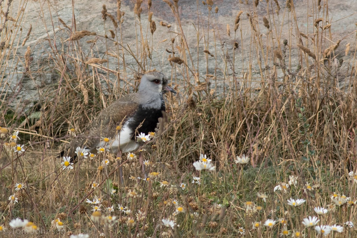 Southern Lapwing - ML87292821