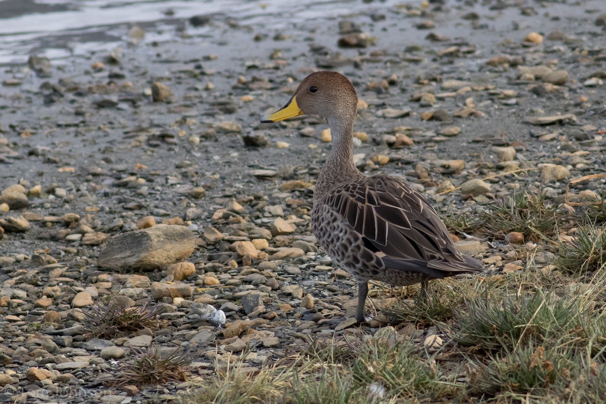 Yellow-billed Pintail - ML87292841