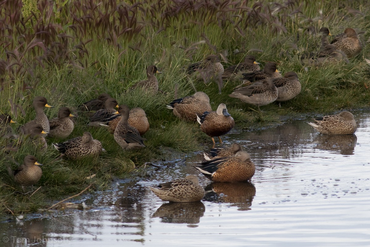 Yellow-billed Teal - ML87292881