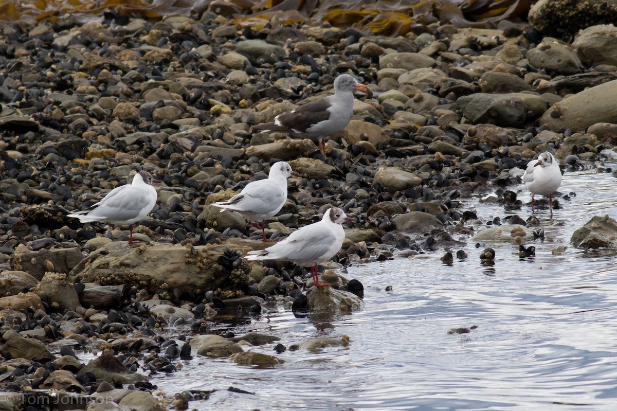 Brown-hooded Gull - ML87293061