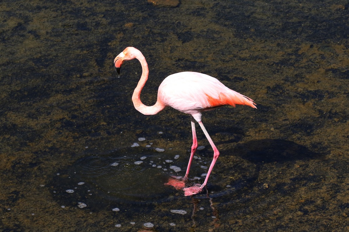 American Flamingo - Rick Read