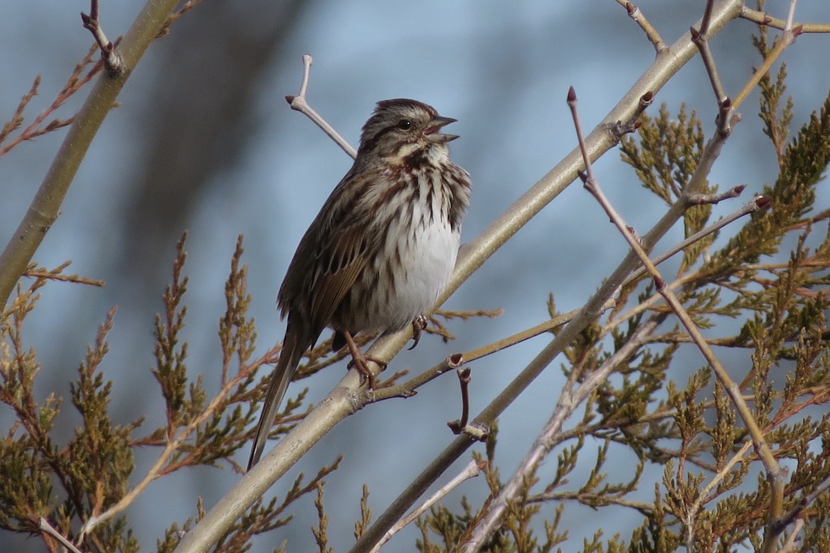 Song Sparrow - ML87295101