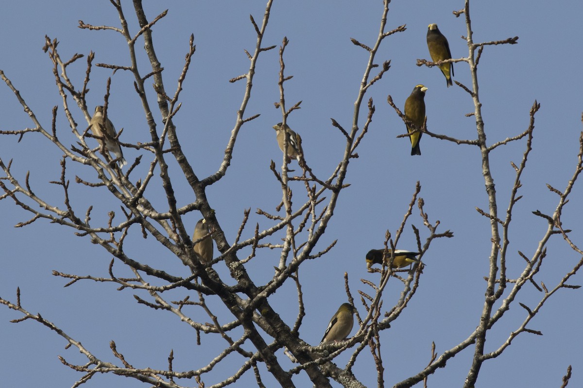 Evening Grosbeak - ML87295401