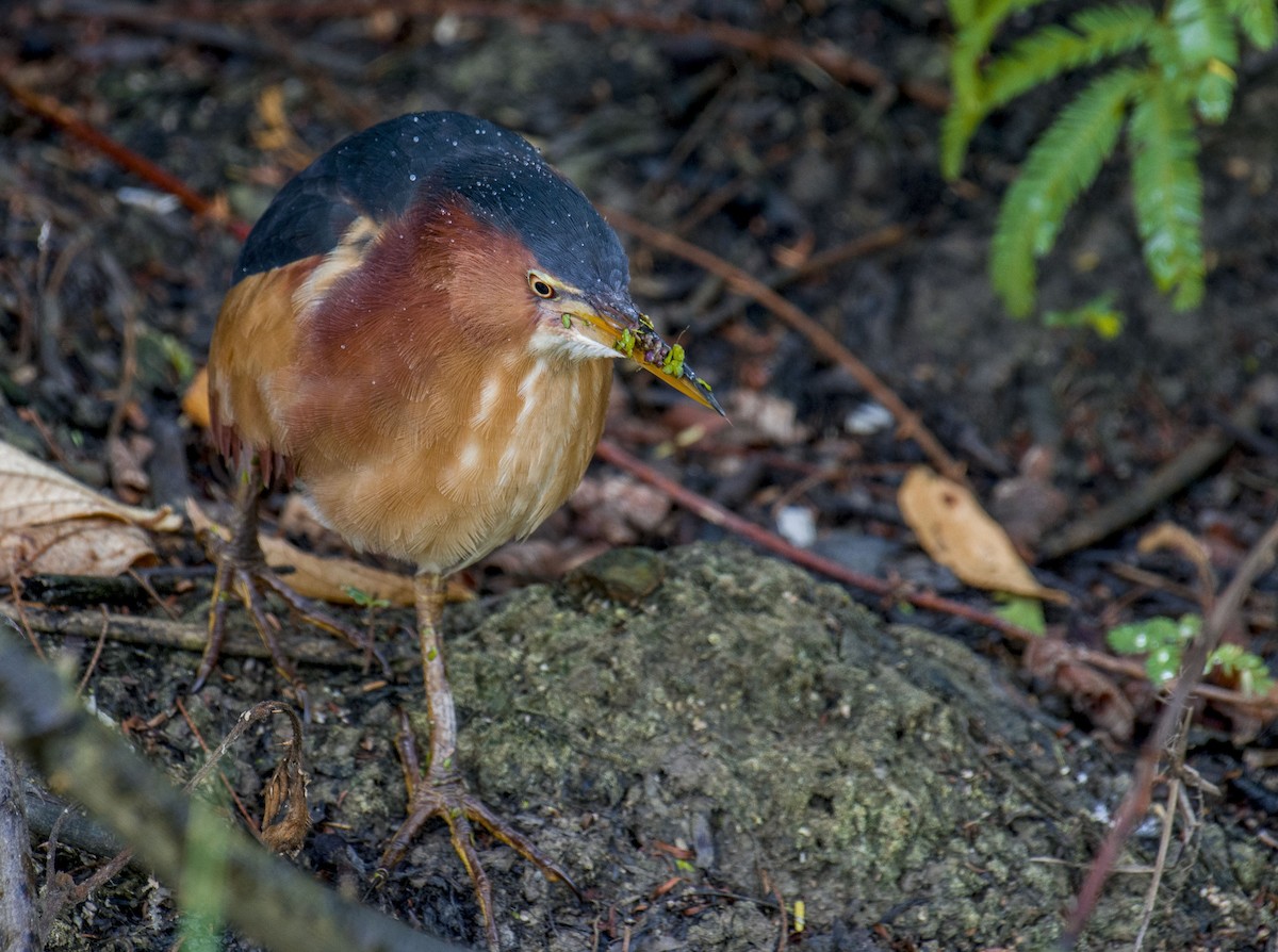 Least Bittern - ML87296321