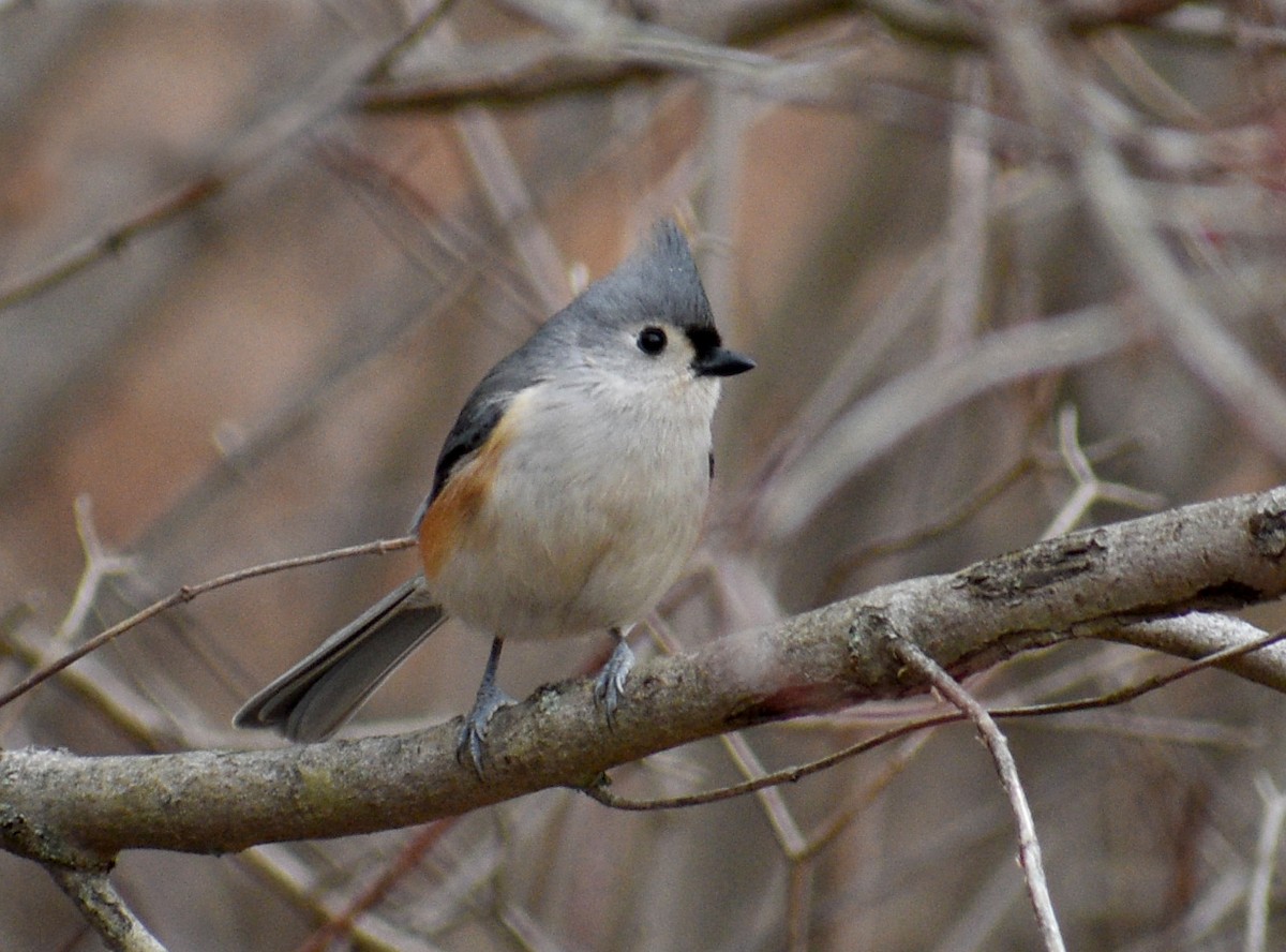 Tufted Titmouse - ML87297281