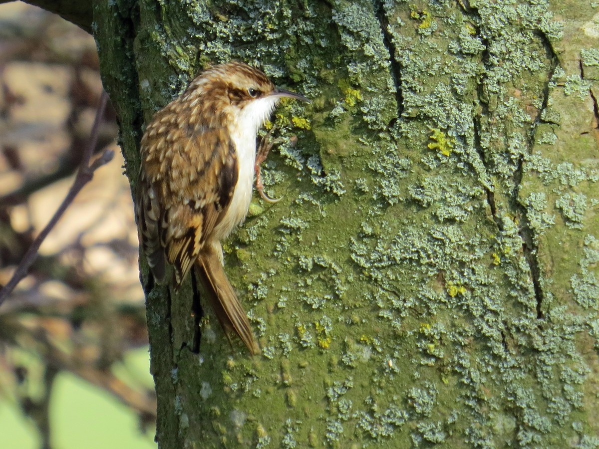 Eurasian Treecreeper - Simon Bradfield