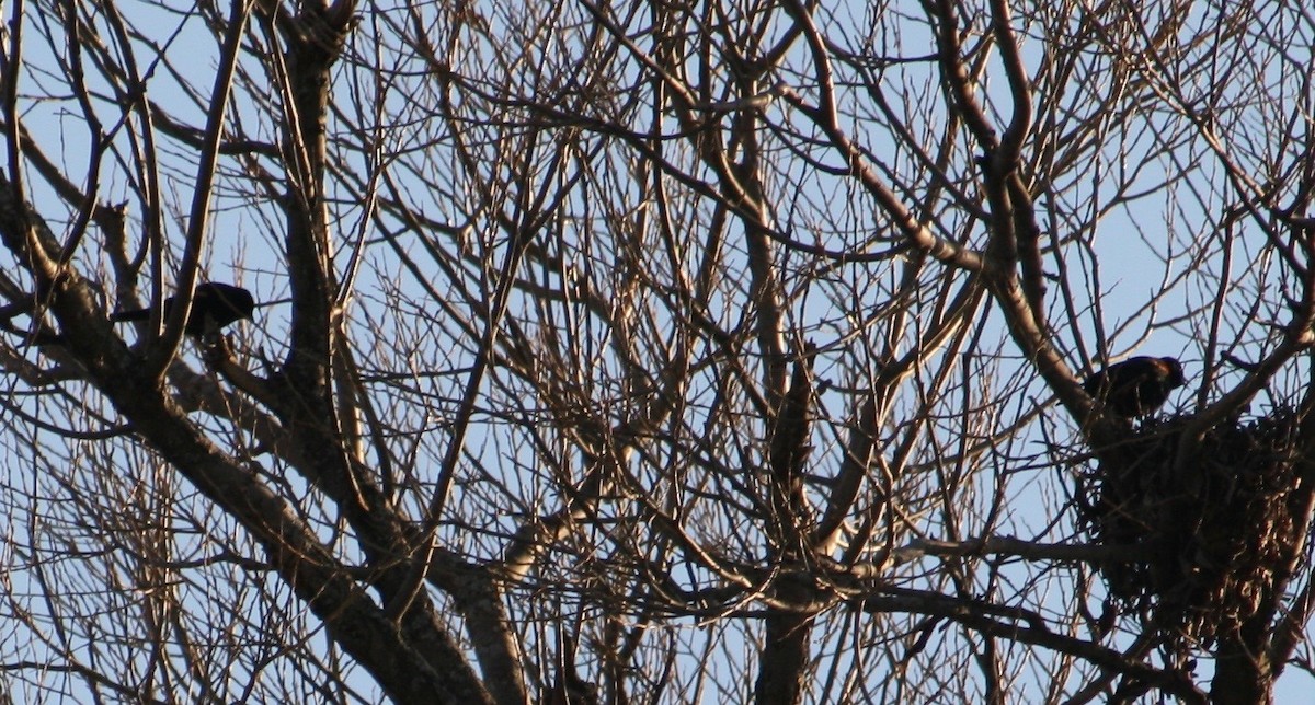 Red-winged Blackbird - ML87299651