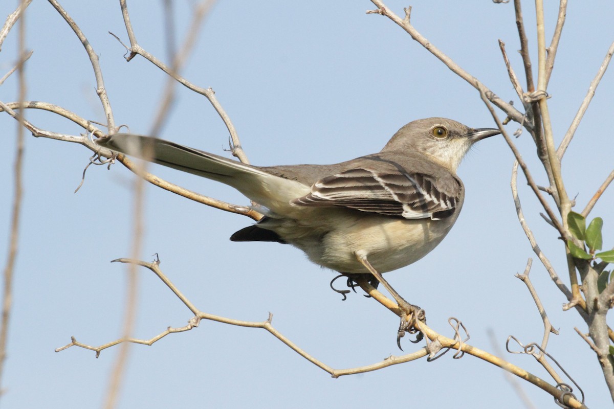 Northern Mockingbird - ML87301511